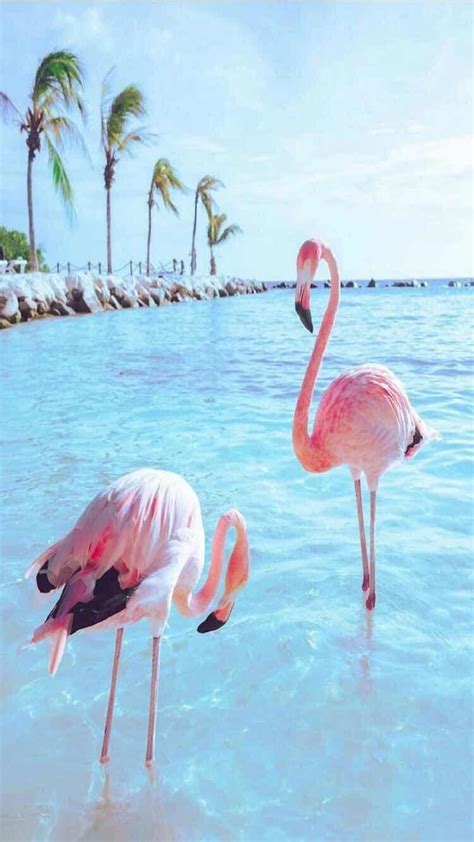 Flamingo Android Wallpapers - Wallpaper Cave