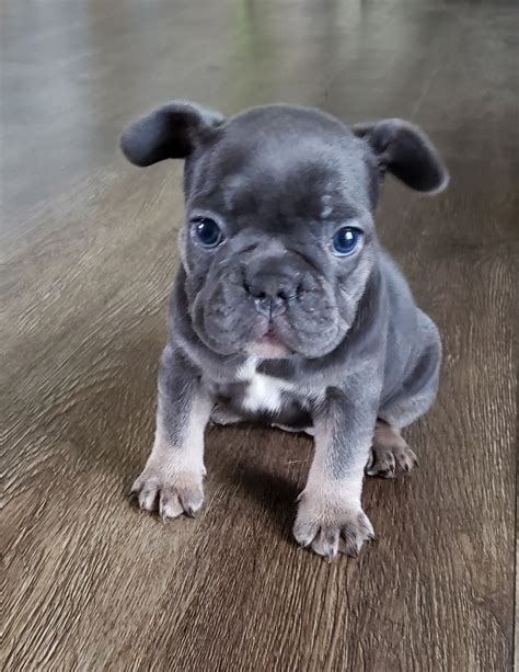 French Bulldog Puppies For Sale | Township of Greenwood, MI #312013