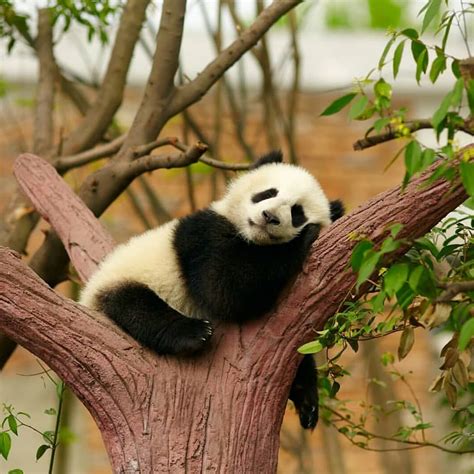 Goodnight | Sleeping panda, Panda bear, Baby animals funny