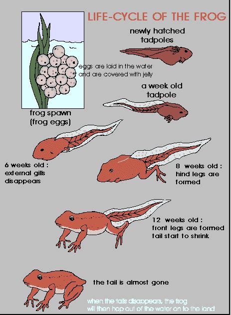 Frogs Toads Newts Amphibia