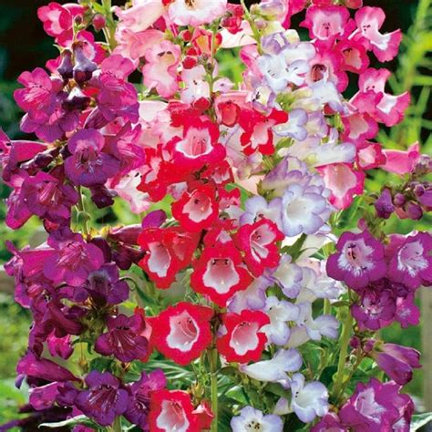 Penstemon Hartwegii Drought Tolerant Garden Flower Plant Seeds For Xeriscaping