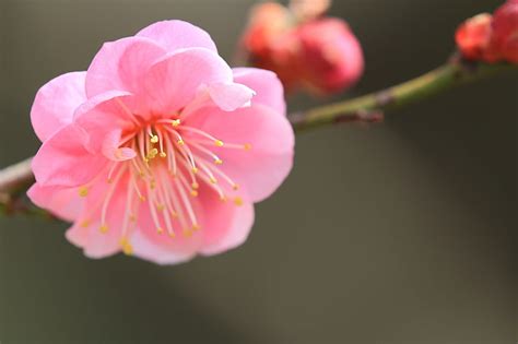 HD wallpaper: pink blossom flowers, macro, branch, bloom, spring, nature, pink Color | Wallpaper ...