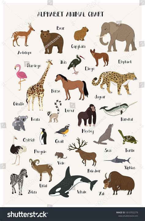 Alphabet Animal Chart Vector Cartoon Wild Stock Vector (Royalty Free ...