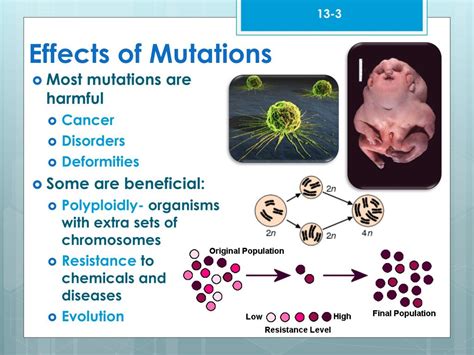 PPT - Chapter 13-3: Mutations PowerPoint Presentation, free download - ID:3014728