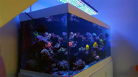 UK Clients Reviewing Atlantik V4 Reef Aquarium LED Lighting •Reef ...