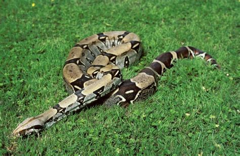 Boa Constrictor Snakes | Description, Size, Habits & Facts | Cool Kid Facts