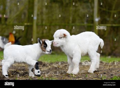 cute goat kids playing Stock Photo - Alamy