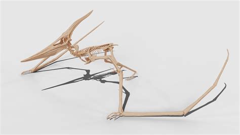 3D model Pteranodon Skeleton 3D model VR / AR / low-poly | CGTrader