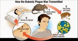 Poultry Management.: Diseases Rats and Mice Spread