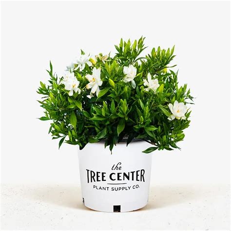 Frost Proof Gardenia For Sale Online | The Tree Center