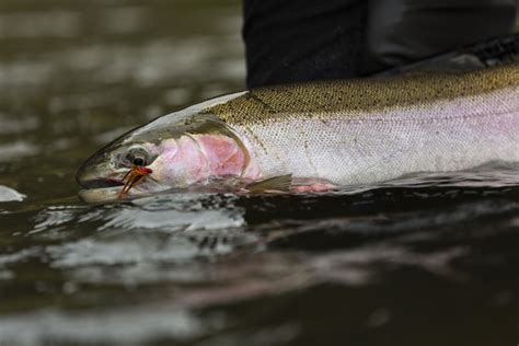 The science is clear: Snake River dams kill too many fish | Wild Steelheaders United