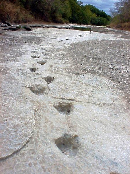 Dinosaur Footprints | Bureau of Economic Geology