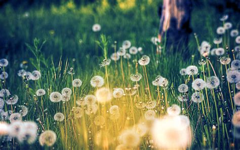 Blowing Dandelion Wallpaper (71+ images)