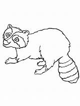 Free Printable Raccoon Coloring Pages For Kids sketch template