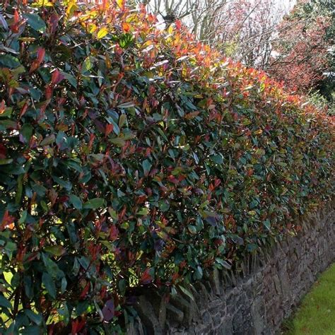 Photinia x fraseri 'Red Robin' hedge plants | Evergreen hedging plants, Red robin hedge, Hedges