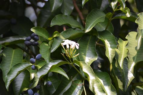 Pohon Kopsia arborea