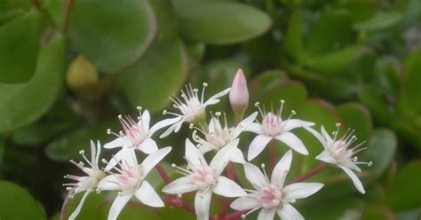 Plants are the Strangest People: Pretty picture: Crassula ovata flowers