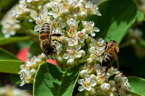 Learn Which Plants Attract More Bees to Your Garden | Plants to attract bees, Plants, Cool plants