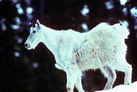 Free picture: mountain, goat, young, animal