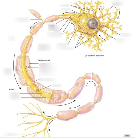 Neuron Diagram Diagram | Quizlet