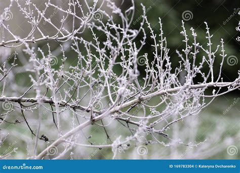 Plants with Hoarfrost. Frozen Plants in Winter with the Hoarfrost Stock Photo - Image of light ...