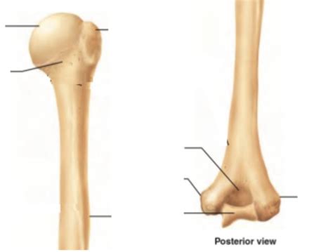 Posterior Humerus Diagram | Quizlet