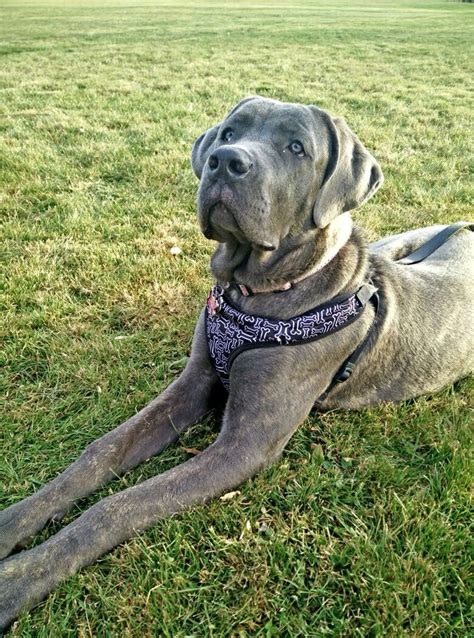 6 months old female cane corso.. I love my baby! | Cane corso, Female cane corso, Cane corso puppies