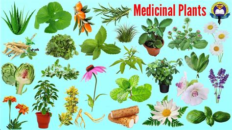 Medicinal Plants Name | Ayurvedic Plants Name In English With Picture ...