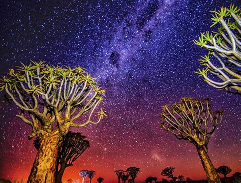 Quiver tree forest Namibia pictures quiver tree photography