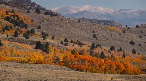 Eastern Sierra Fall Colors Peaking Now in Mono County - Great Basin ...