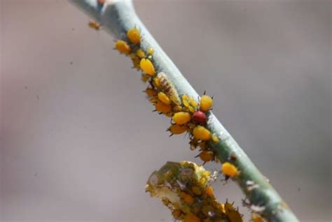 Bug of the Week: Flower Fly Larva – Growing With Science Blog