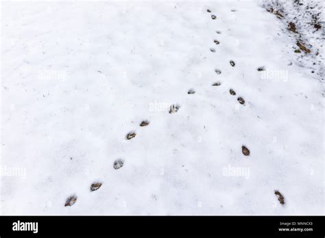 Fox tracks in snow hi-res stock photography and images - Alamy