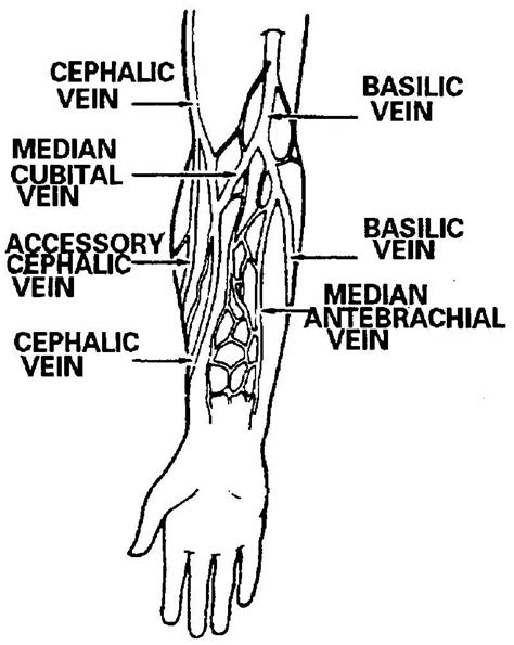 2.3 Procedure for Obtaining a Blood Specimen - Intravenous Infusions and Related Tasks