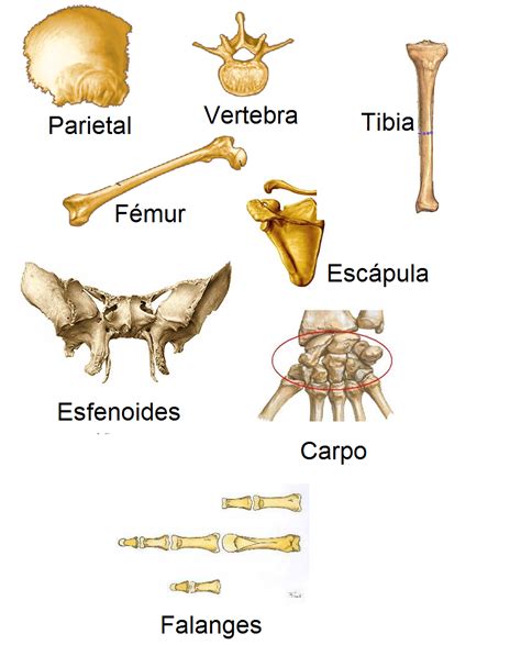 ANATOMIA 5 & 6: Taller Nº1: Planos Anatómicos y Tipos de Huesis - 2º ...