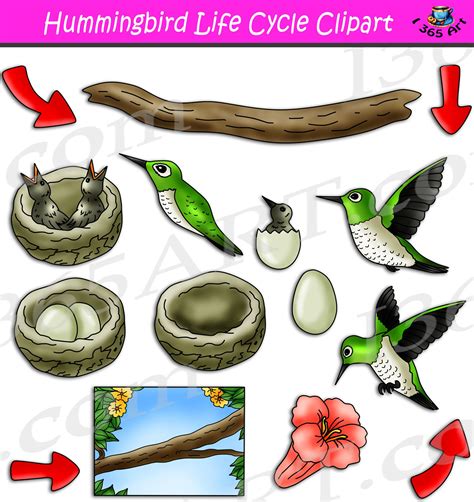 Hummingbird Life Cycle Clipart - Clipart 4 School in 2022 | Life cycles ...