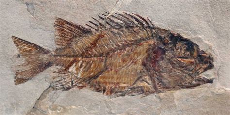 Louisville Fossils and Beyond: Eoholocentrum macrocephalum Fish Fossil