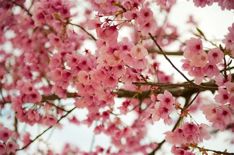 Ume - Japanese plum blossom | Plum blossom, God art, Blossom