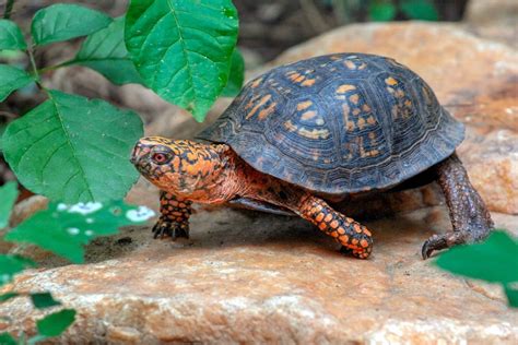 Eastern Box Turtle | The Maryland Zoo