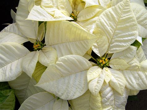 White Poinsettias Free Stock Photo - Public Domain Pictures