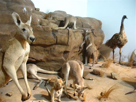 Australiana Diorama | Emus AND Kangaroos? Well, all we need … | Flickr