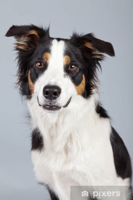 Border collie dog black brown and white isolated against grey ba ...