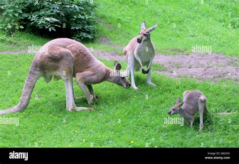 Family of Australian Red Kangaroos (Macropus rufus), male, female and a ...