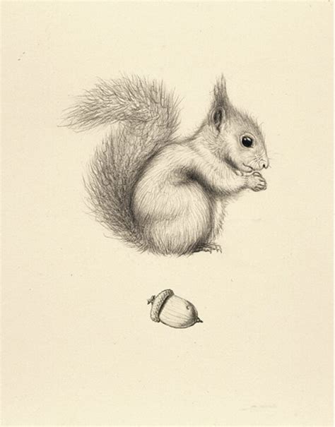 36 Squirrel Drawing Acorn Card | Etsy