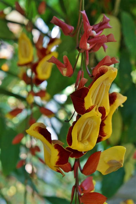 Photo #51645 | Thunbergia mysorensis | plant lust