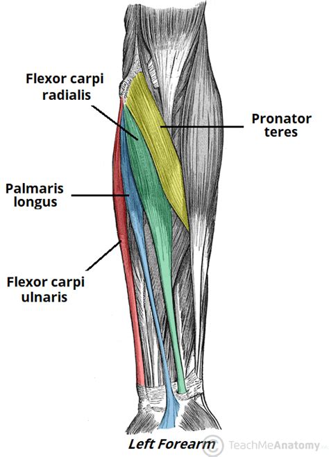 What do you think is the most difficult body part to change with training? - Muscle Builder