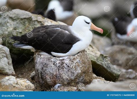 Breeding Black-browed Albatross - Family Diomedeidae - Sitting on Nest ...