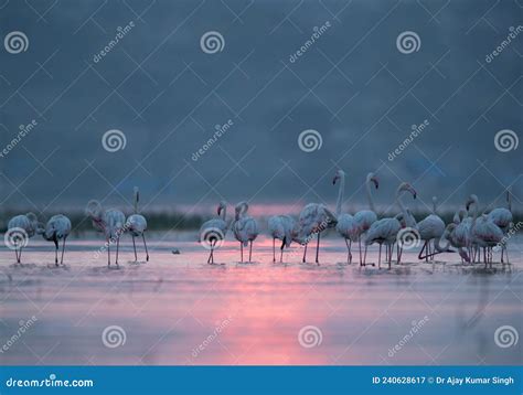 Greater Flamingos during Sunset at Bhigwan Bird Sanctuary, India Stock ...