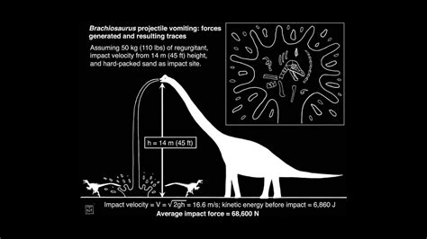 Wallpaper : dinosaurs, science, diagrams, biology, illustration ...