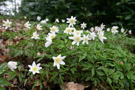 Anemone nemorosa, Wood Anemone: identification, distribution, habitat