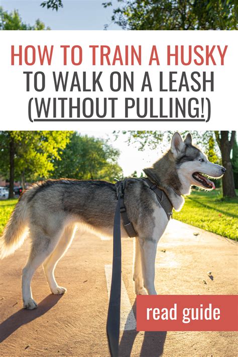 How To Train A Husky To Walk On A Leash Without Pulling | Husky puppy training, A husky, Husky ...